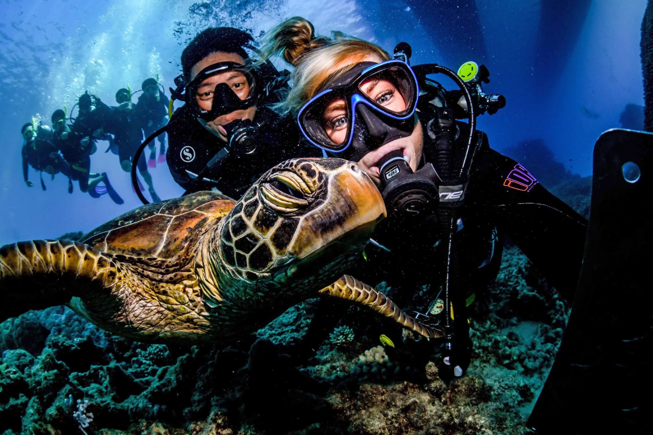 Divers swimming with a sea turtle