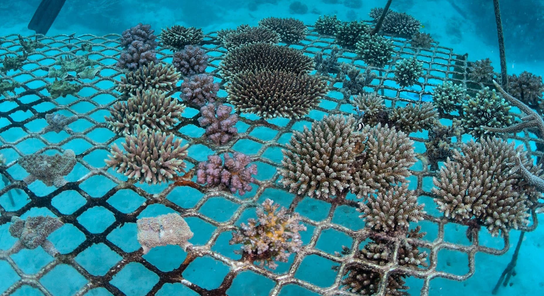 Coral nursery at North Hastings Reef
