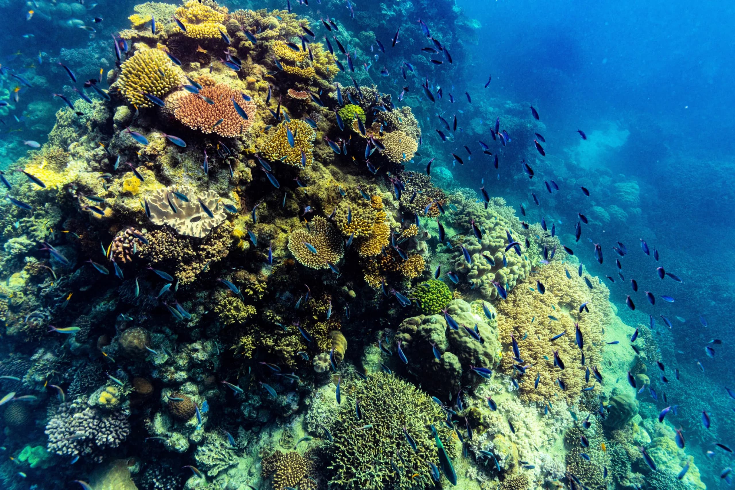 Colourful fish on the reef