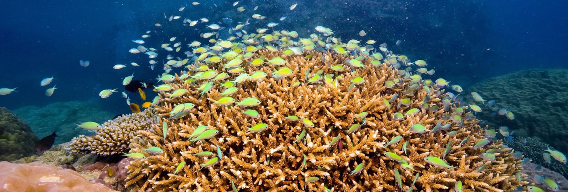 PADI Referral Course