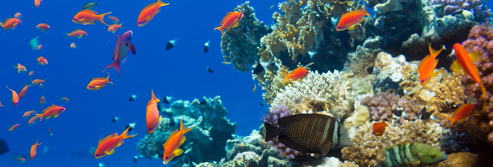 Intro & Certified Scuba Diving