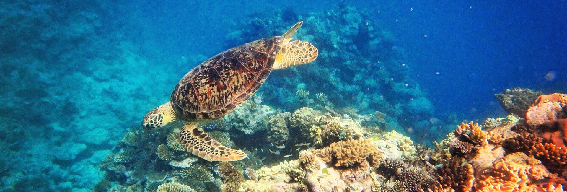 2 Day Reef & Rainforest